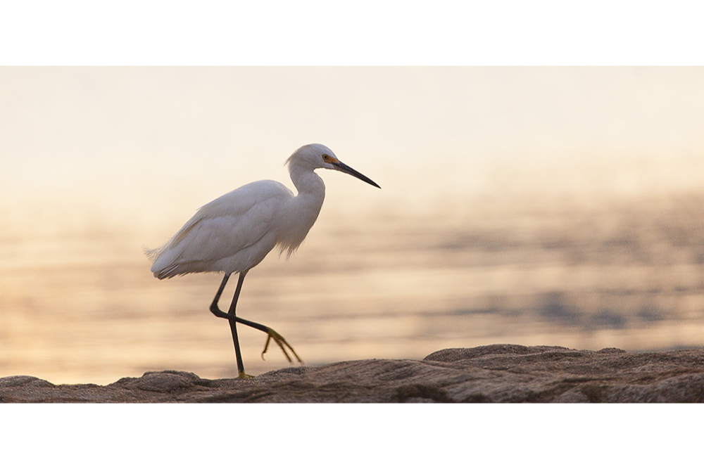 garça na praia no crepúsculo