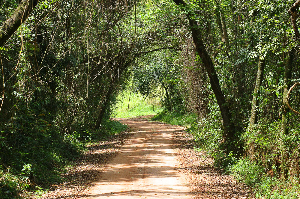 Camino de la Fe