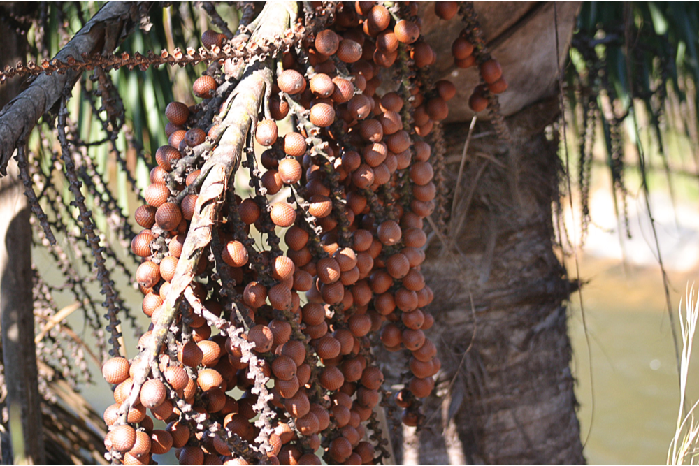 coco do buriti