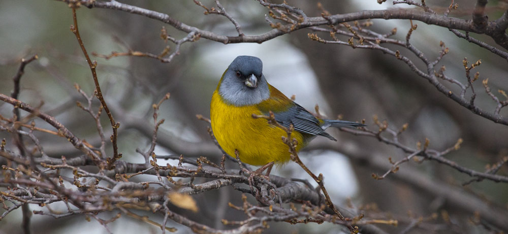 Yal patagón - Phrygilus patagonicus, P. N. Los Glaciares, Argentina, 2010.