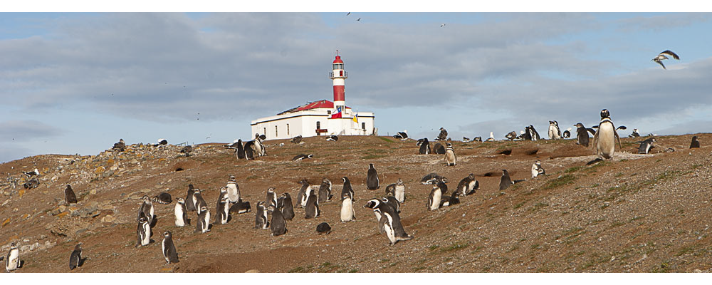 Isla Madalalena, Punta Arenas, Chile, 2008.