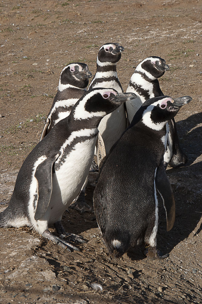 Magellanic Penguins - Sphenicus magellanicus, Isla Madalena, Punta Arenas, Chile, 2008.