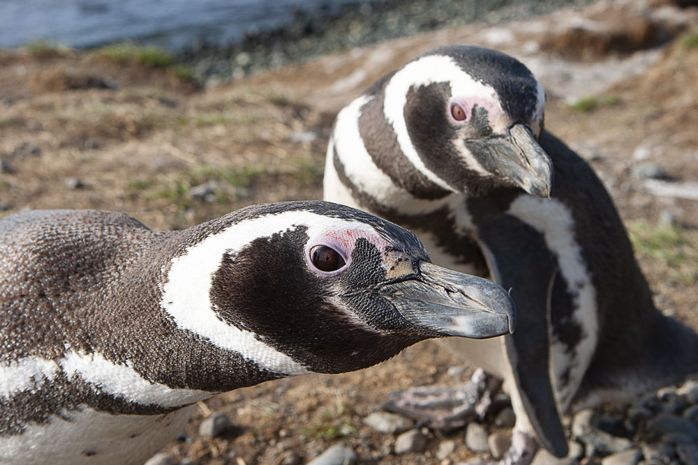 Magellanic Penguins - Sphenicus magellanicus, Isla Madalena, Punta Arenas, Chile, 2008.