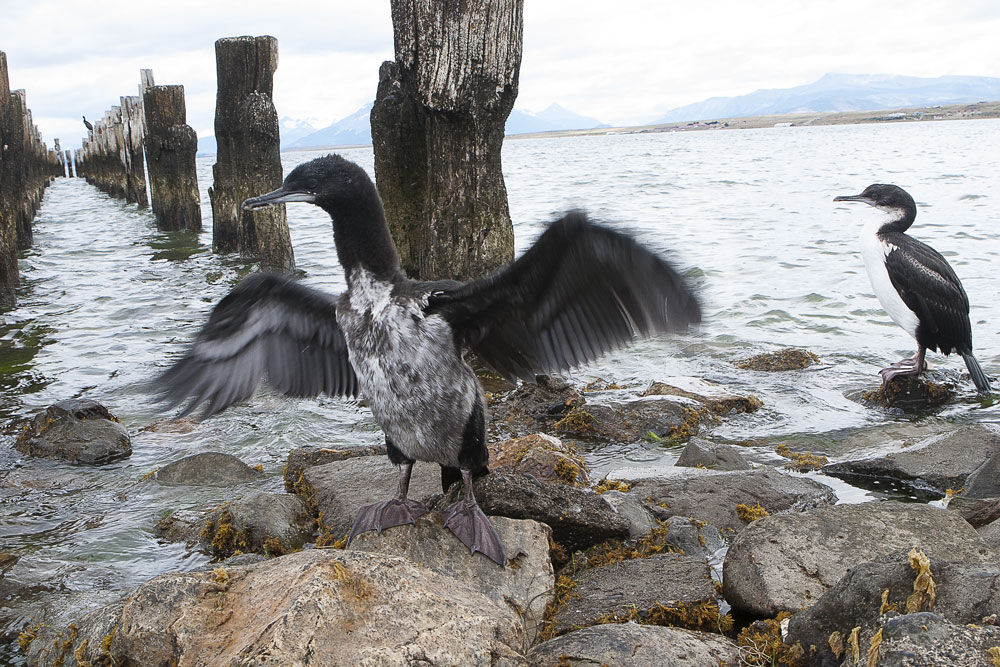 Cormorão, filhote e adulto. Fiordo Última Esperança, Puerto Natales, Chile, 2008.