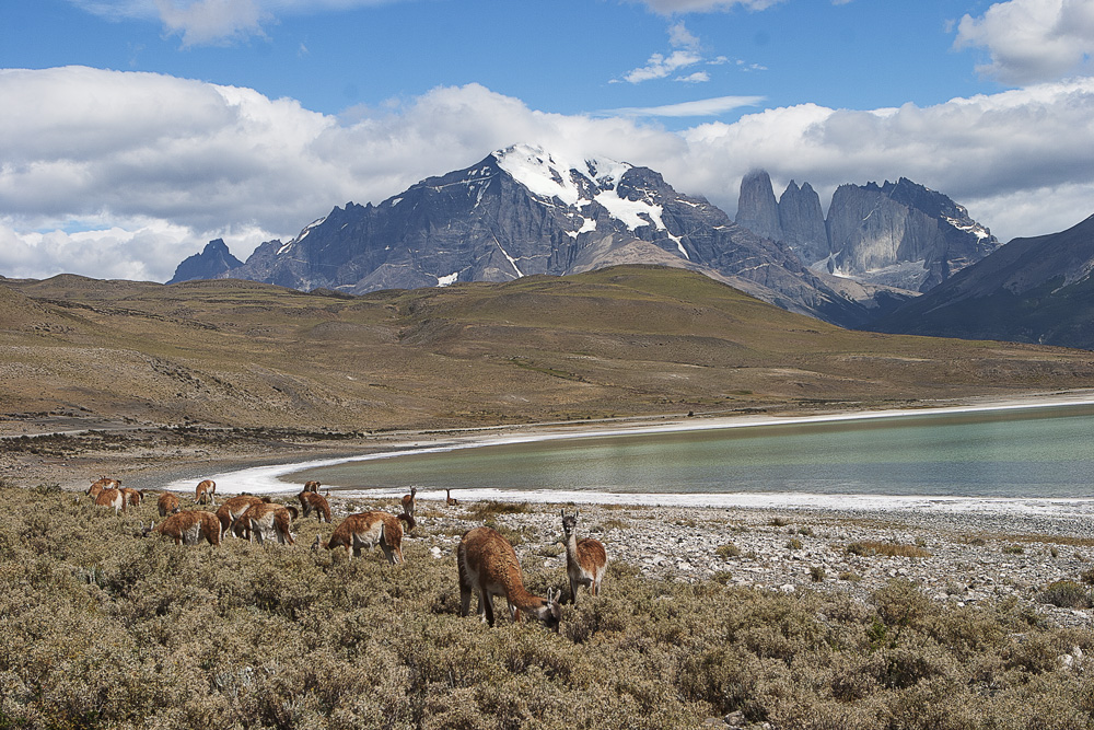 Guanacos. Laguna Amarga, P. N. Torres del Paine, Chile, 2008.