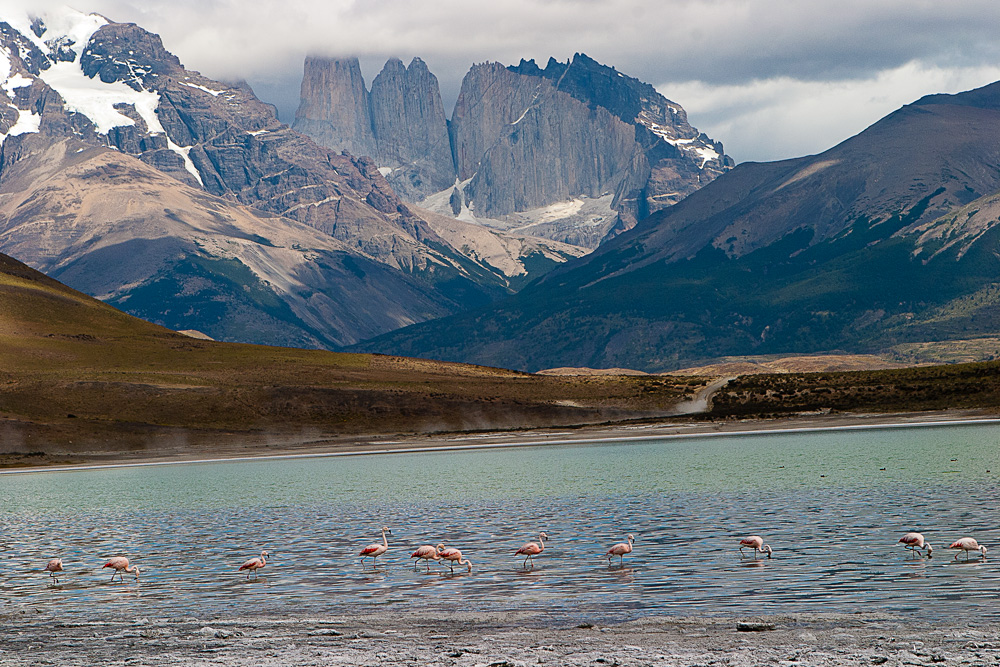 Flamingos. Laguna Amarga, Parque Nacional Torres Del Paine, Chile, 2008.