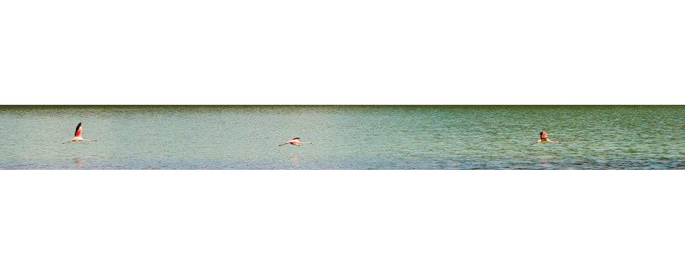 Flamingos. Laguna Amarga, Parque Nacional Torres Del Paine, Chile, 2008.