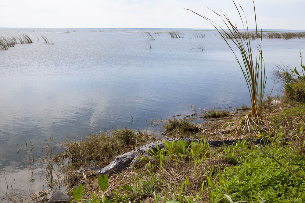 Apopka Lake