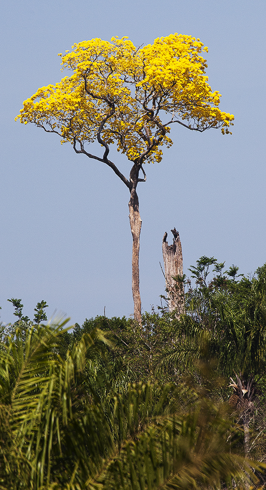 castanheira