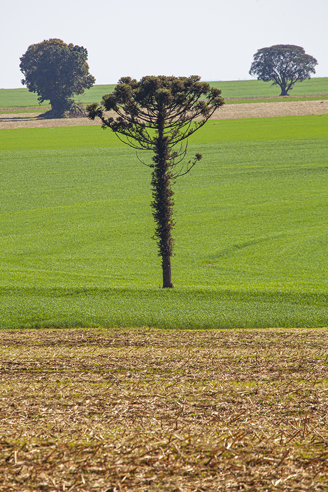 araucaria isolada